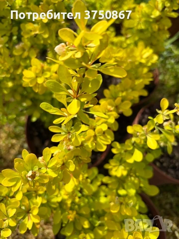 🧡🌿☀️ Берберис Тунберга ‘Aurea’ (Berberis thunbergii ‘Aurea’) , снимка 5 - Градински цветя и растения - 54273765