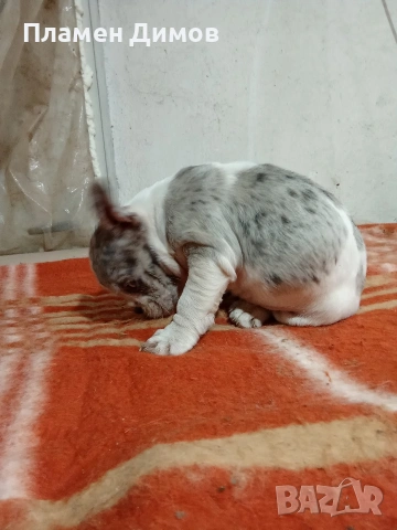 френски булдог 4 момчета и 2 момичета , снимка 8 - Френски булдог - 54026317