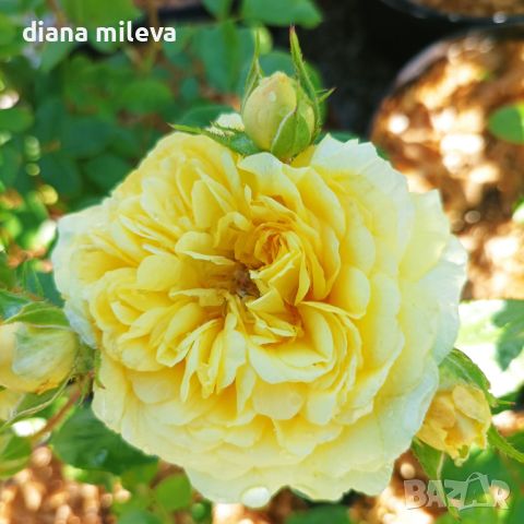 Роза Анни Дюпрей, Rosa ANNY DUPEREY , снимка 10 - Градински цветя и растения - 45966133