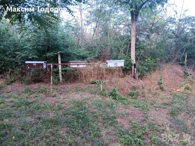 Оплодни кошери за майки нуклеуси , снимка 6 - За пчели - 51450534