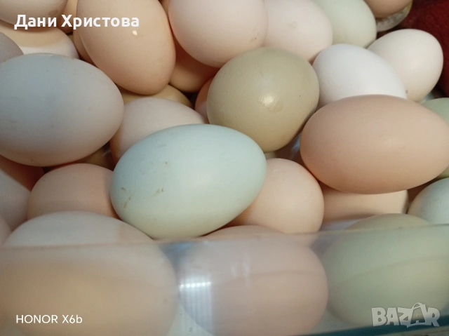 домашни яйца от свободни кокошки