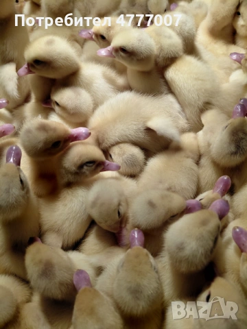 Еднодневни патета Мюлари 