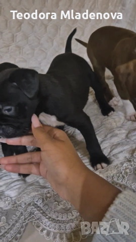 Продавам питбулчета , снимка 8 - Други животни - 53249402