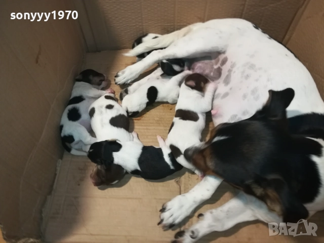 ДЖАК РЪСЕЛ 1908250701, снимка 9 - Джак ръсел териер - 51412033