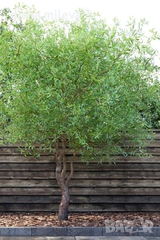 Къдрава върба ‘Тортуоса’, (Salix matsudana ‘Tortuosa’), снимка 6 - Градински цветя и растения - 53639320