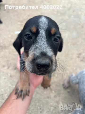 Кученца за трюфели, снимка 4 - Други - 51207394