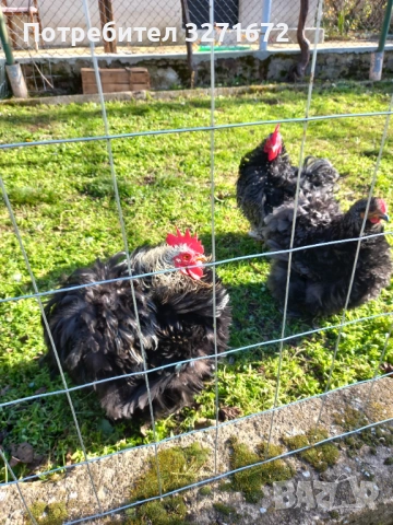 Къдрав мини кохин