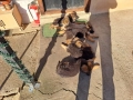 немски овчарки, снимка 9