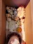 Ломан Браун,Легхорн,Супер Харко-пилета,оплодени яйца, кокошки, снимка 2