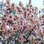   Чаено дърво (leptospermum 'appleblossom'), снимка 1 - Декорация за дома - 45720093
