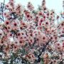   Чаено дърво (leptospermum 'appleblossom'), снимка 1 - Декорация за дома - 45720108