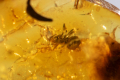 Полиран балтийски кехлибар с насекомо мравка 4.9ct, снимка 1 - Други ценни предмети - 45012898
