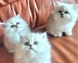 Британски дългокосмести котенца, снимка 5