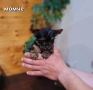 Мини йоркширски териер, снимка 3