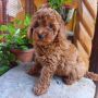 Той пудел Toy poodle, снимка 1