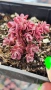 Седум Горски Пожар, Sedum SunSparkler Wildfire , снимка 9