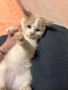 Подарява се мъжко котенце, снимка 2