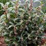 Саркокока-('Пурпурно стъбло'), снимка 1 - Градински цветя и растения - 45337736