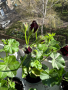 Сакъз Найт, снимка 1 - Градински цветя и растения - 44948753