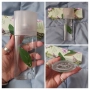 Дамски парфюми / Elizabeth Arden / Green tea, Nectarine Blossom, Exotic, Mimosa и Blue grass , снимка 8