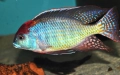 Аквариумни риби, африкански цихлиди от езерото Малави, снимка 11
