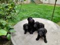 Продавам 3 кученца порода КАВАПУ, снимка 1 - Други - 45877963