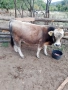 Телета, бици, снимка 5