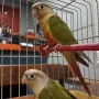 папагали пирура 3 бр 2025г, снимка 3