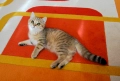 Златно тикирано таби, Британска късокосместа котка, снимка 2