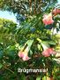 Бругманзия- ангелски тромпет - розов, снимка 1 - Стайни растения - 45983685
