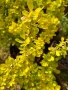 🧡🌿☀️ Берберис Тунберга ‘Aurea’ (Berberis thunbergii ‘Aurea’) , снимка 5