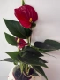 Продавам Антуриум, снимка 1