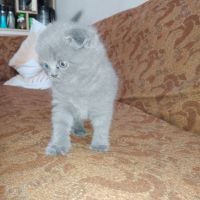 Продавам котенца шотландски клепоухи, снимка 5 - Британска късокосместа - 45262007