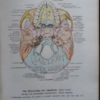 Анатомически атлас, том 1 и 2, Вернер Шпалтехолц, 1946, снимка 4 - Специализирана литература - 45394705