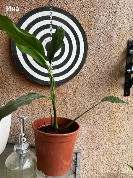 Спатифилум / Spathiphyllum wallisii, снимка 1