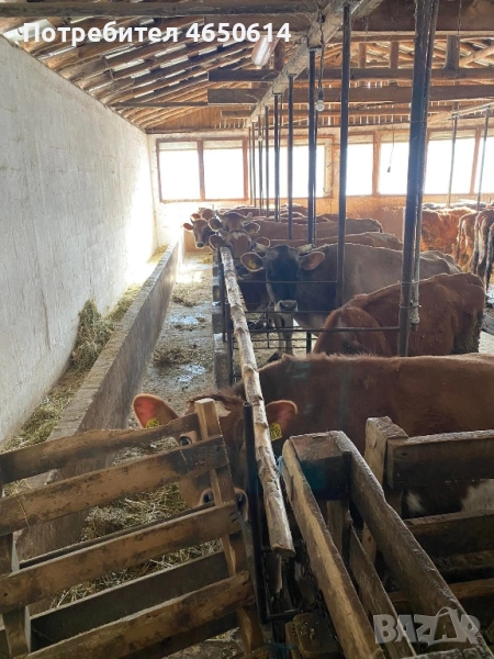 Лицензирани БРГ Крави 30Броя, снимка 1