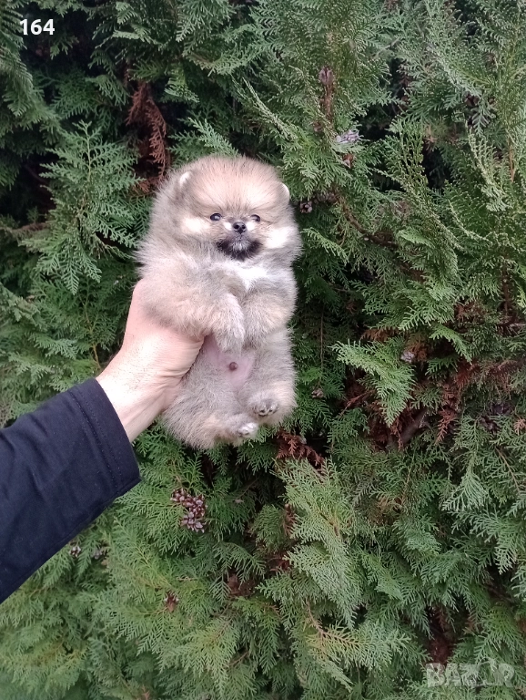 Мъжки Померани, снимка 1