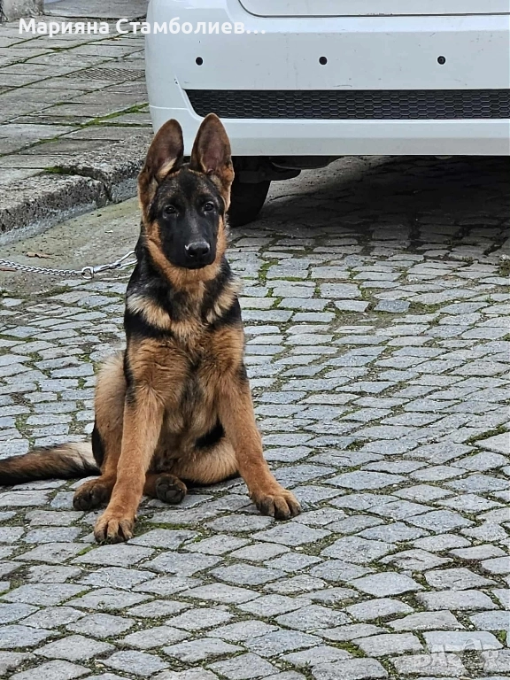 Малка мъжка немска овчарка, снимка 1