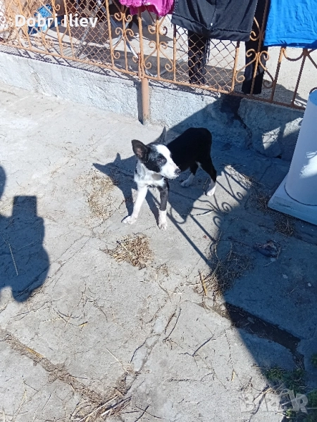 Продавам Бордан Коли, снимка 1