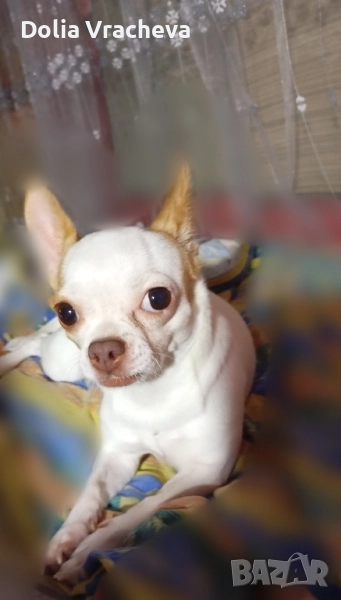 чихуа женско Неактивна, снимка 1