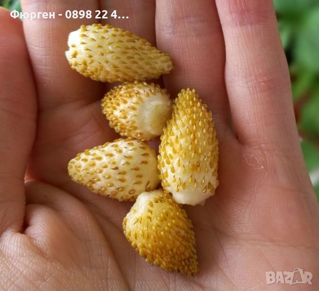 Жълта горска ягода (Alpine strawberry yellow). Цена за 1 саксия с 1 корен 4лв, снимка 1