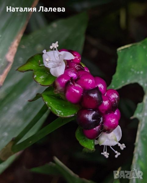 Традесканция, tradescantia zanonia, снимка 1