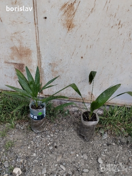 Студоустойчиви палми Трахикарпус, снимка 1