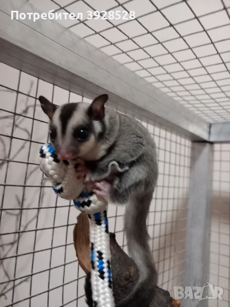 Захарна катеричка , снимка 1