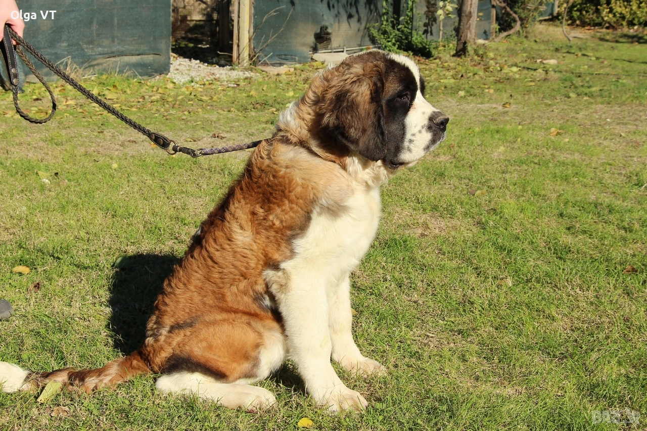 Санбернар женски, снимка 1