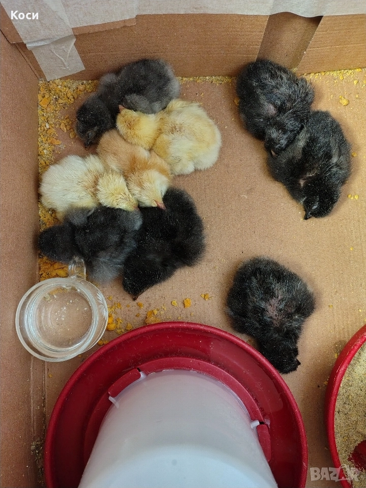 Продавам малки пиленца , снимка 1