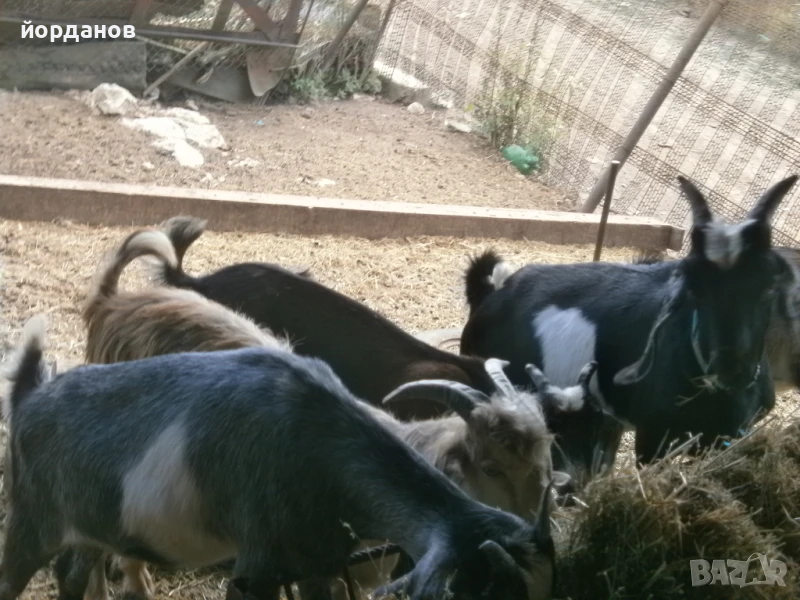 ярета, снимка 1