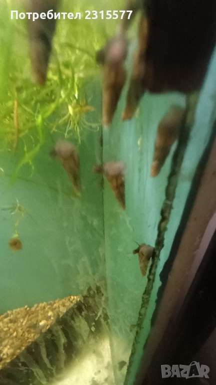 Охлюви Мелания, снимка 1