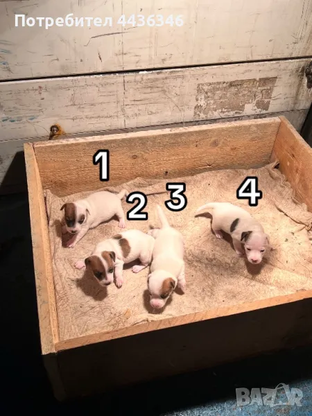 Джак Ръсел Териер, снимка 1