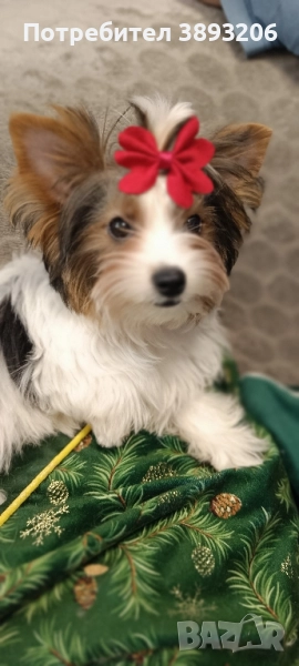 йорки Бивер, снимка 1